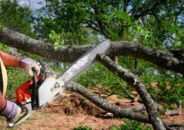 Leaf Removal in Winnemucca, NV